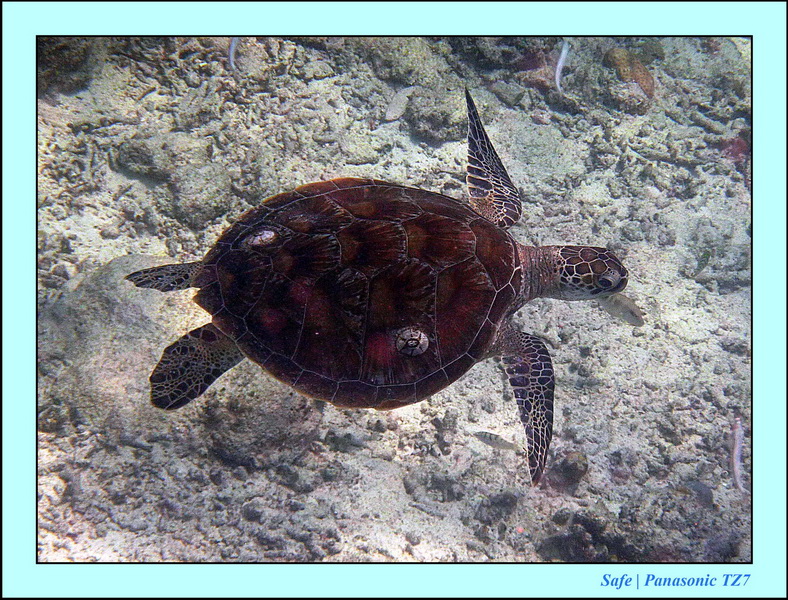 2011 - 08 - Borneo - Mataking 18